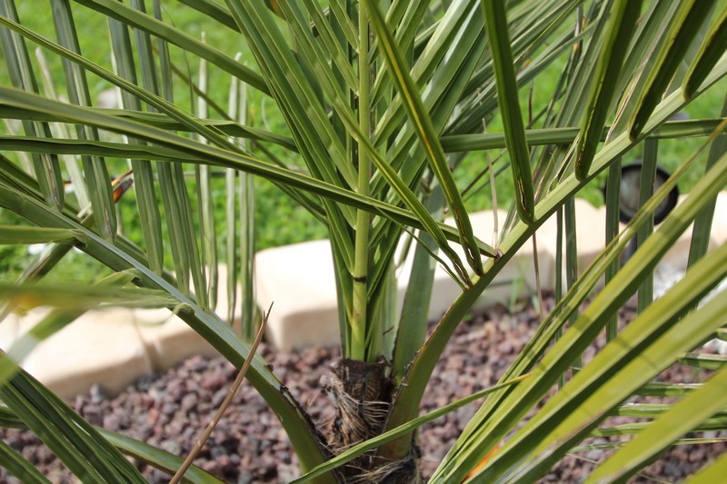 Marquage sur le jubaea planter fin mars. +5cm