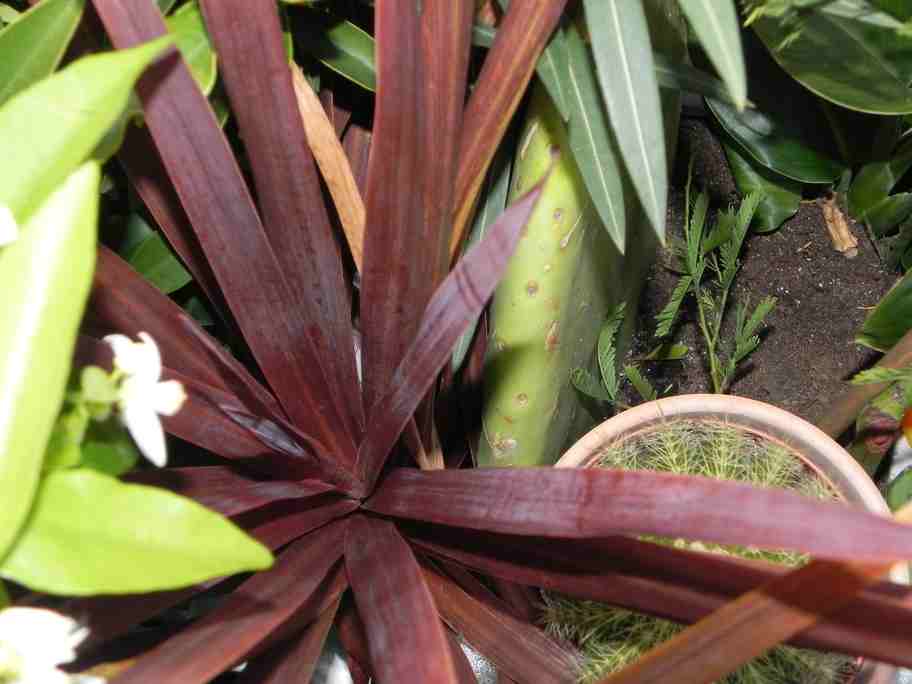 Cordyline rouge mais laquelle ?