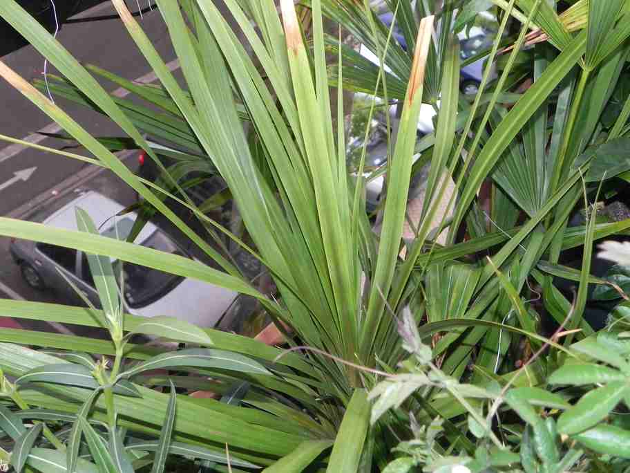 Cordyline australis