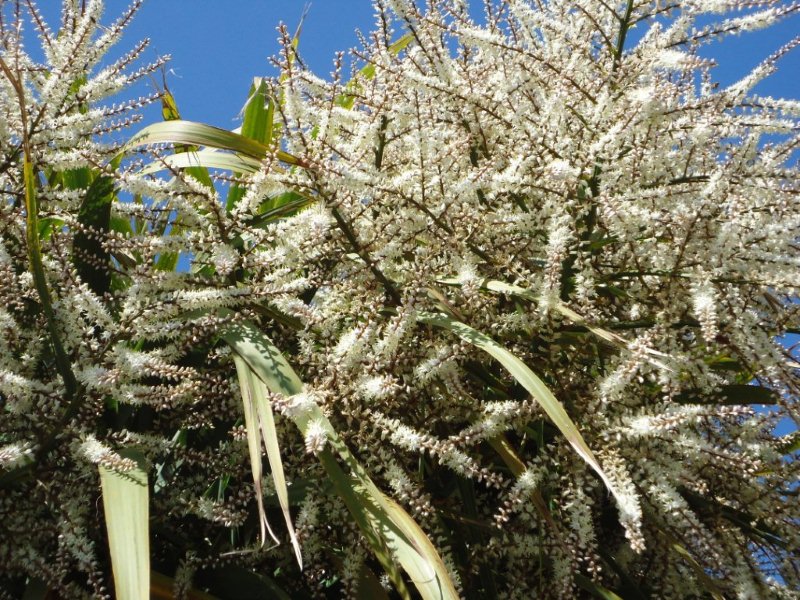 DSC00295 gros plan de la floraison.jpg