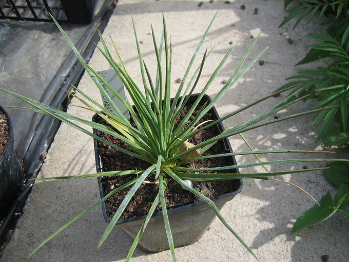 yucca queretaroensis (1) [680x640].JPG