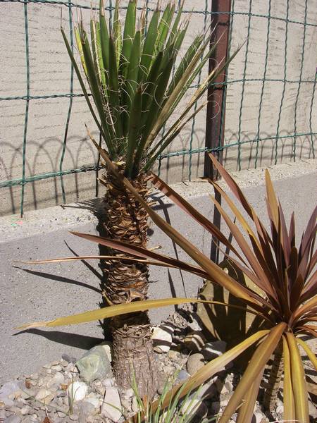 Yucca filifera 025 bis.jpg