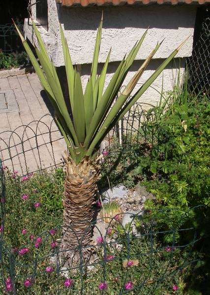 Yucca carnerosana  020 bis.jpg