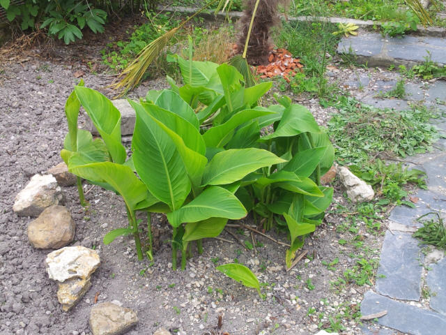 canna 10 06 12.jpg