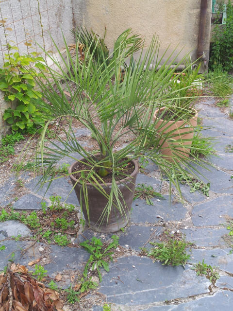 butia 10 06 12.jpg