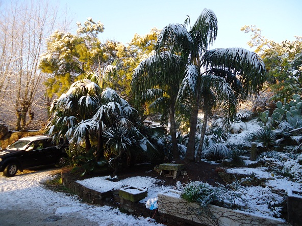 syagrus sous la neige.JPG