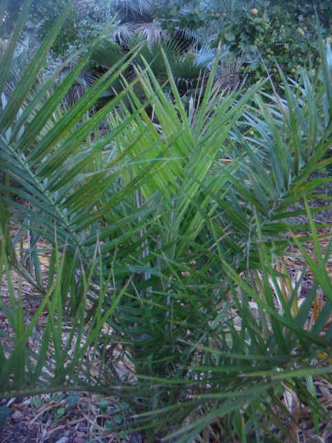 sylvestris x roebelenii 003.jpg