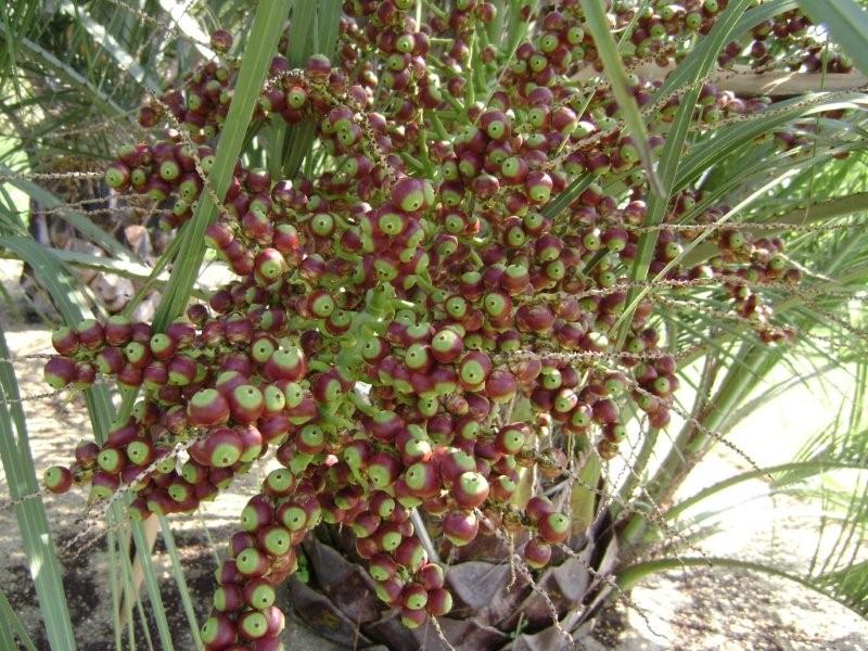 Fruits de Butia capitata ,loins d'êtres mÃ»rs