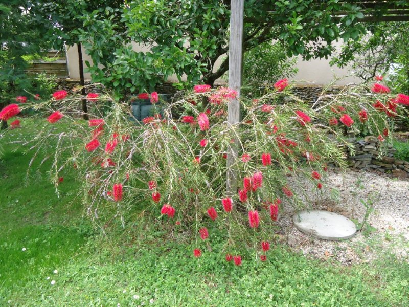 DSC00711 Callistemon chez Nicolas.jpg