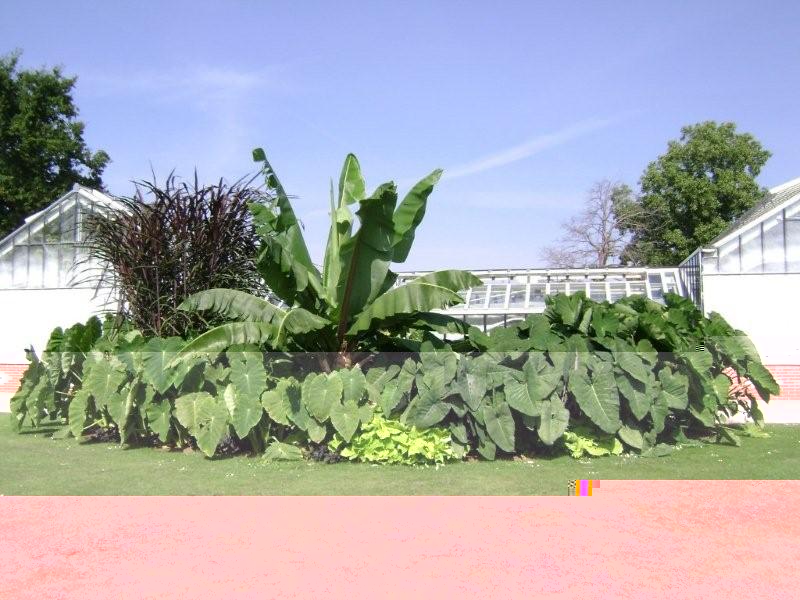 Beau massif de Colocasia esculenta ,et de Musacées