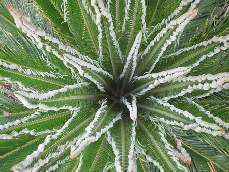 Cycas N°1, fin de pousse.jpg