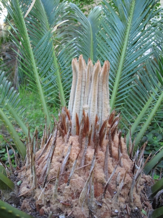 Cycas N°1, début pousse 2012.jpg