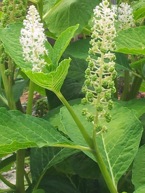 20120630 qu elle est son nom plante2 fleurs.jpg