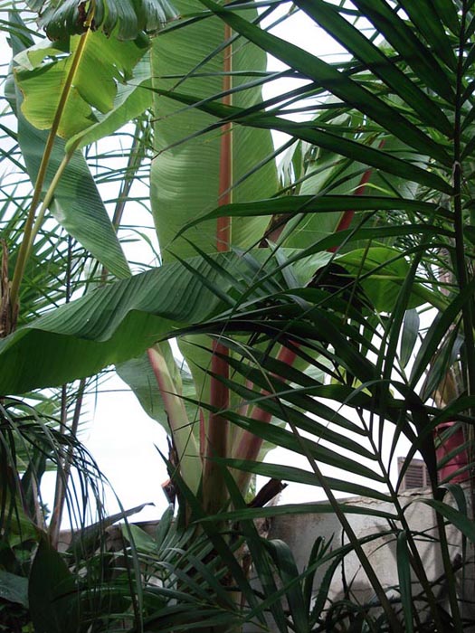 Ensete Ventricosum