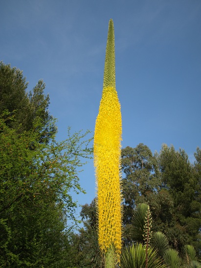 inflorescence d'Agave ocahui longifolia