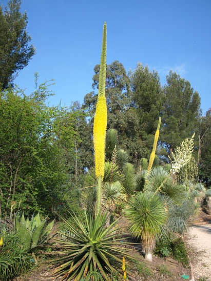 Agave ocahui longifolia en floraison
