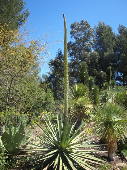 Agave ocahui en début de floraison