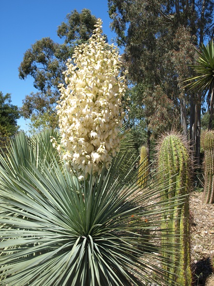 Yucca linearifolia