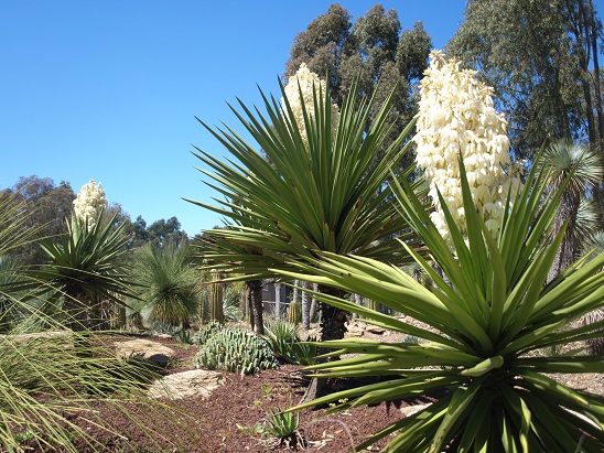 Yucca treculeana