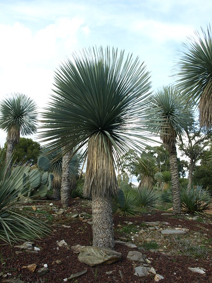 Yucca rostrata