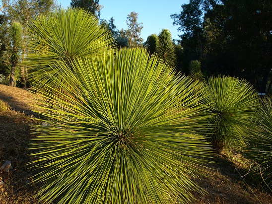 Yucca queretaroensis