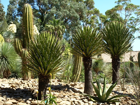 Yucca carnerosana