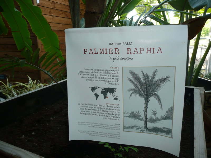 Palmier Raphia