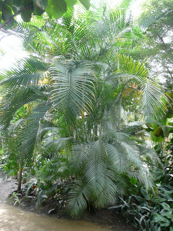 Dypsis Lutenscens