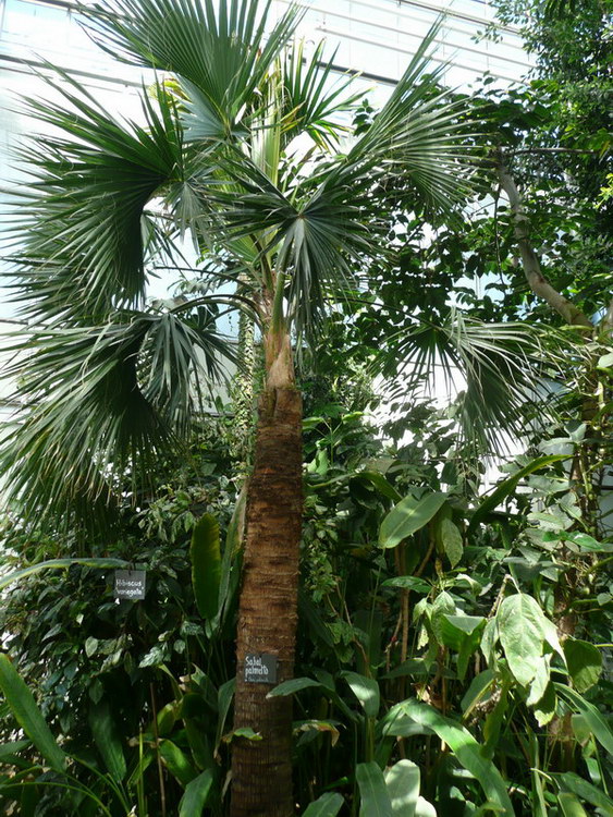 Sabal Palmetto