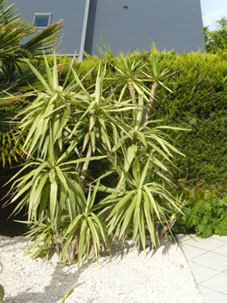 Yucca elephantipes &quot;jewel&quot; dans mon jardin à Trégastel. Il y a , en fait, deux plantes : un &quot;jewel&quot; et un &quot;normal&quot; un peu derrière avec des feuilles plus petites, celui-là a déjà passé plusieurs hivers dehors : il a encaissé –7°C cet hiver.