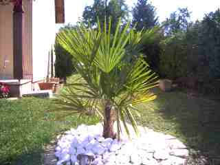 Voici le palmier qui m'a transmis le virus, planté en aout 2011( je sais ce n'est pas vraiment la période mais il a été bien protégé pendant la vague de froid). Celui est passé de 70 à 95 cm en l'espace d'un an.