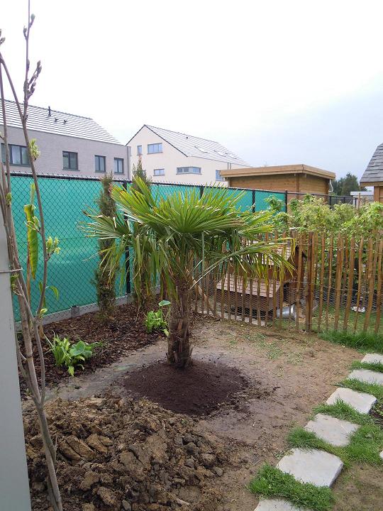 Un trachycarpus d'Italie du Nord. Plantation Avril 2012.