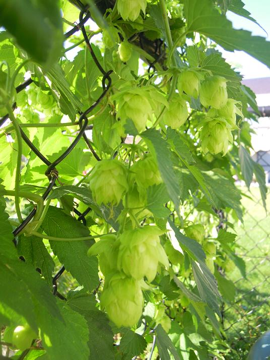 Le houblon est en fête..