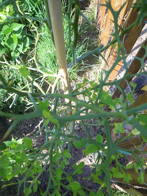 Mon poncirus trifoliata installé cette année refait son feuillage. Est ce qu'il va encore fleurir??