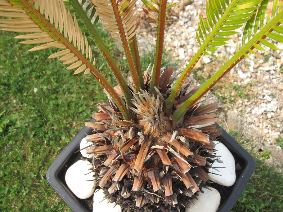 Mon cycas