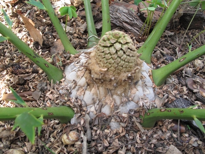 Encephalartos hybride, cône 2012, N°2.jpg