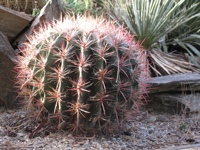 Ferocactus pilosus au petit jour.jpg