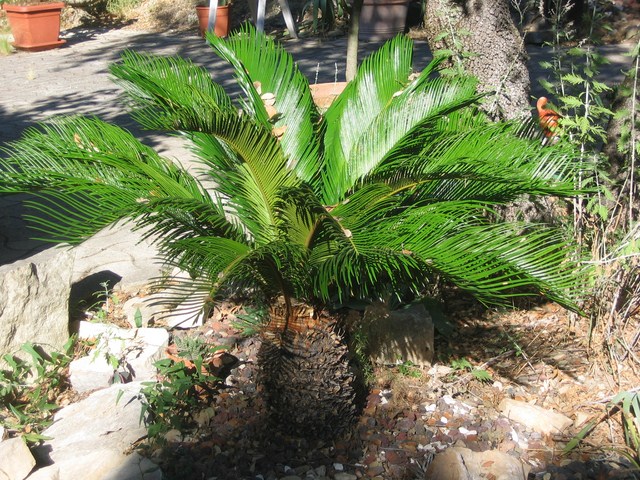 cycas revo (2) [640x620].JPG