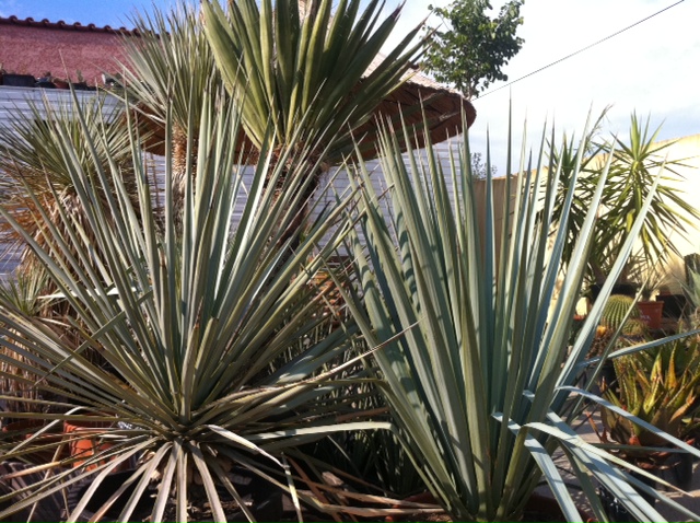 Yucca bleus.JPG