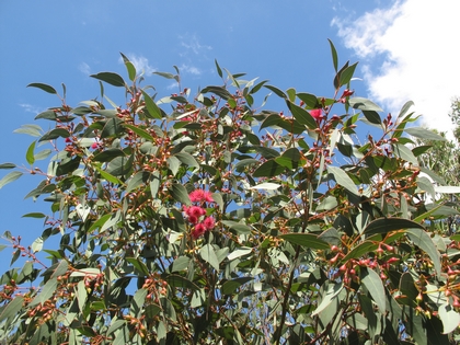 Eucalyptus megalocarpa, le plus précoce, 2012, 1.jpg