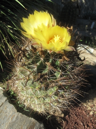 Thelocactus setispinus.jpg