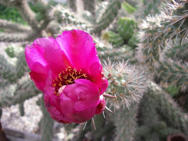 Cylindropuntia imbricata DJF1390 11 fl Rocaille2 Champagnier jardin bis.jpg