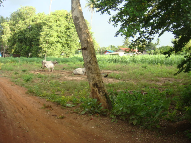 villa caryota thailandana  1.jpg