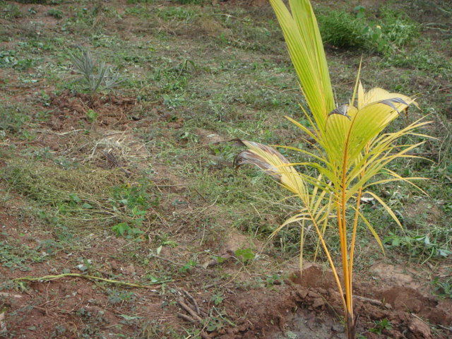 cocos jaune + hyphanae coriacea