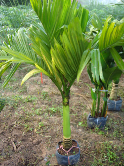 areca catechu dwarff