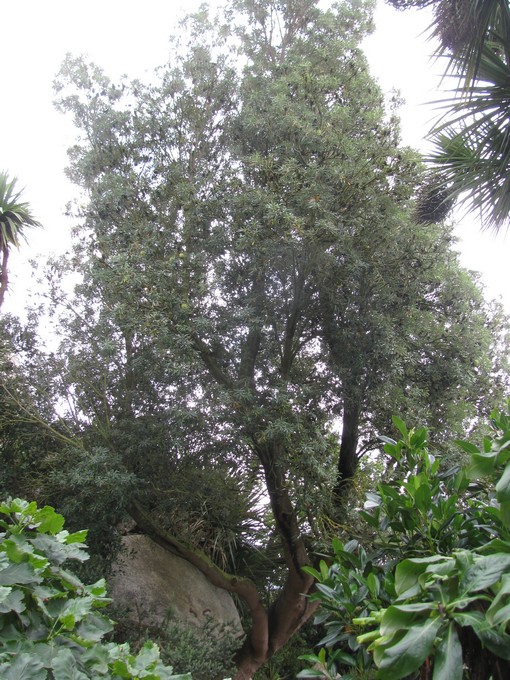 B.integrifolia roscoff.JPG