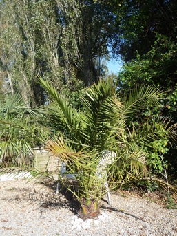 Phoenix Canariensis.jpg 1.jpg