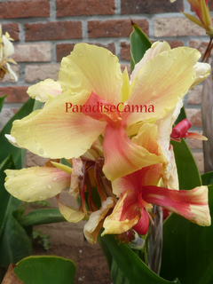 Canna 'Rosalinda'