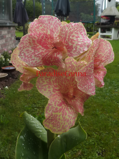 Canna 'Mary Layden'