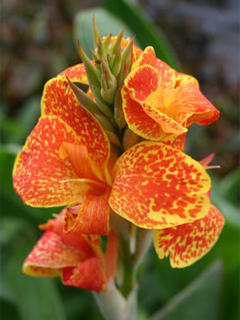 Canna 'Calimero'